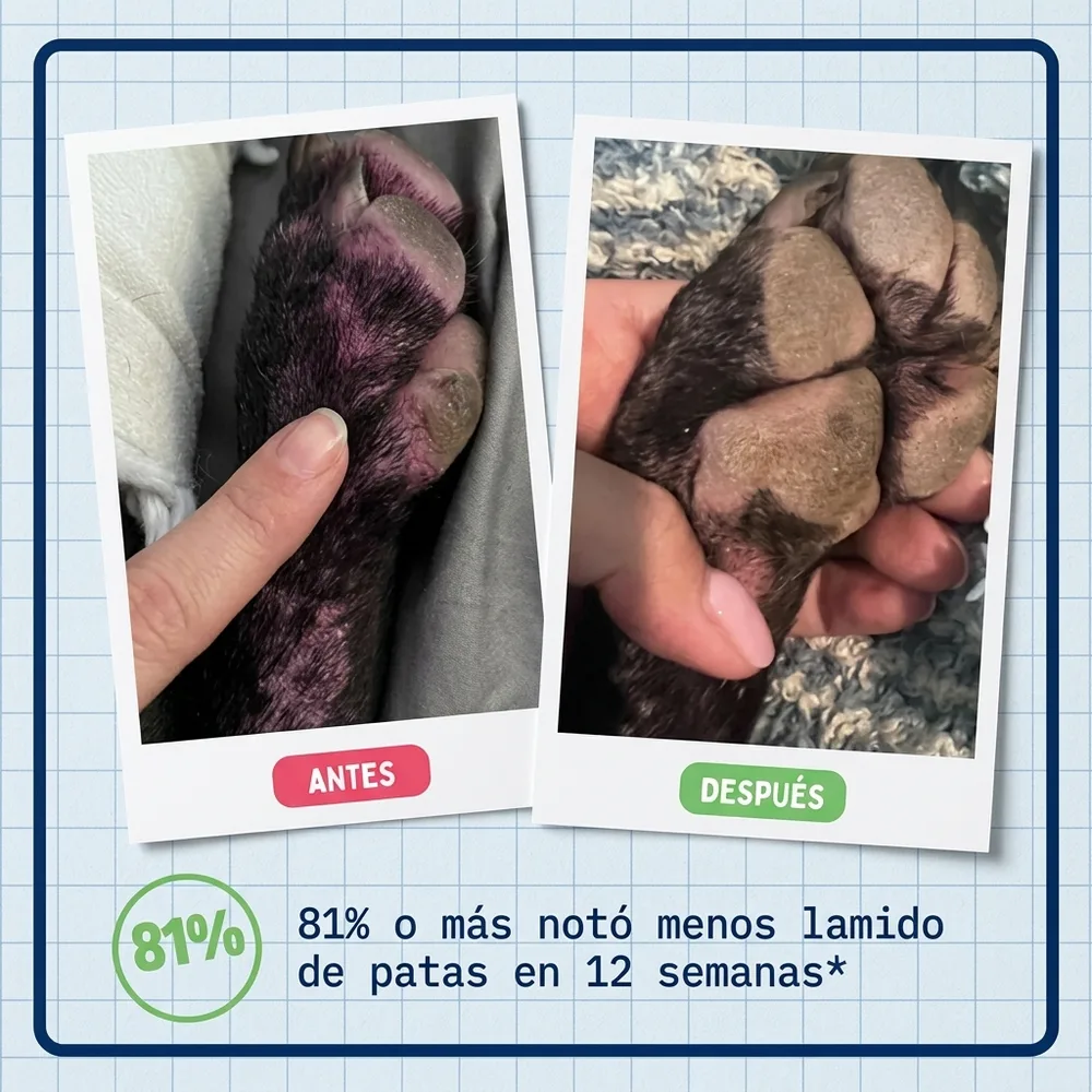 1) Perro comiendo de su plato con un bocado encima de la comida. 2) Detalle en primer plano de los bocados masticables en la mano.